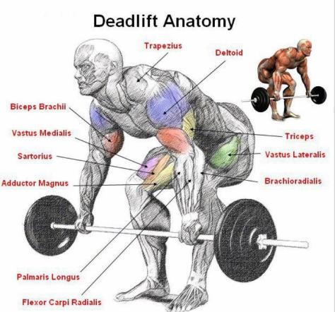 deadlifts-big-muscles